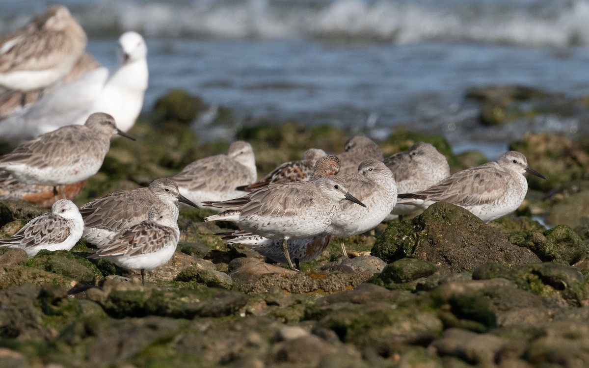 Red Knot - ML610514063