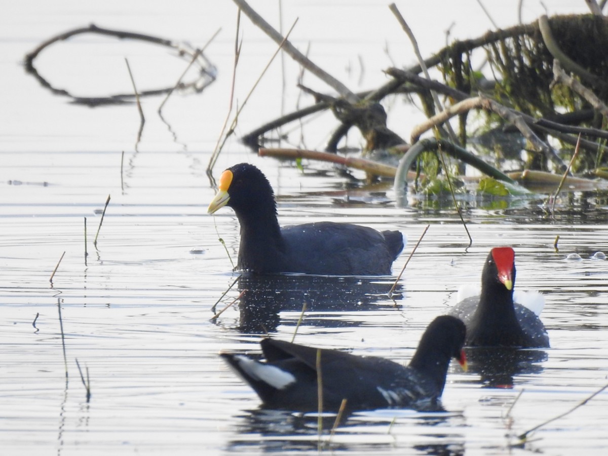 White-winged Coot - ML610514101