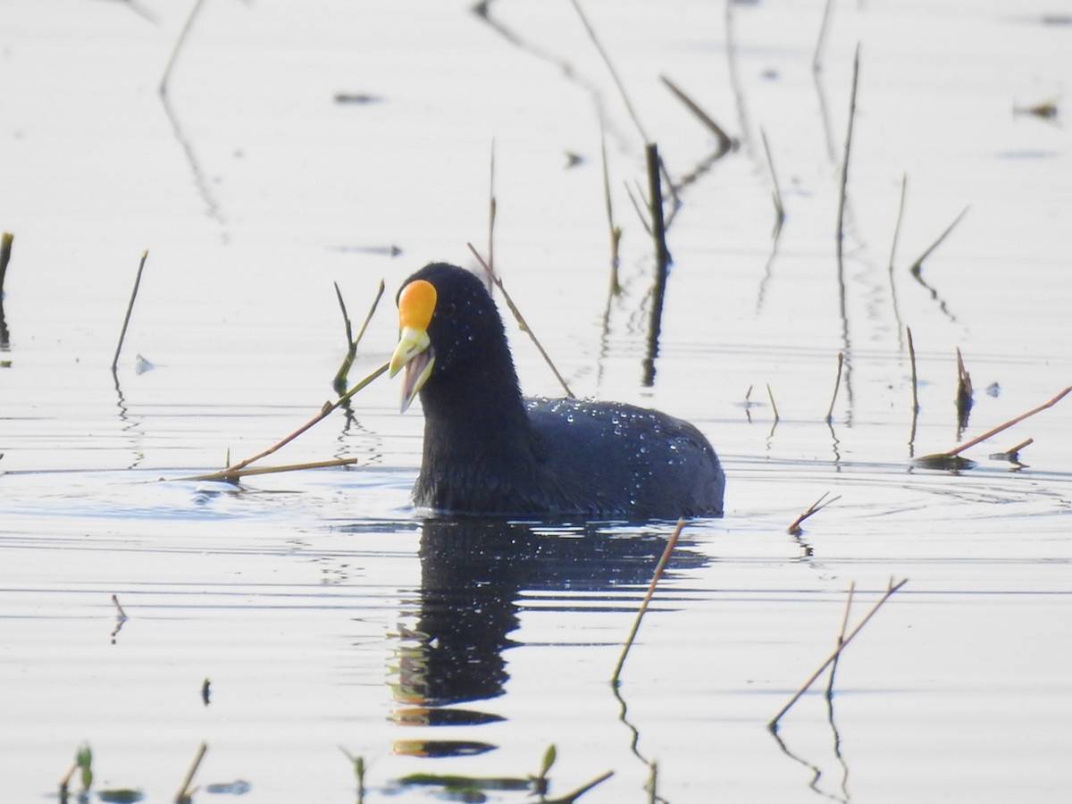 White-winged Coot - ML610514102