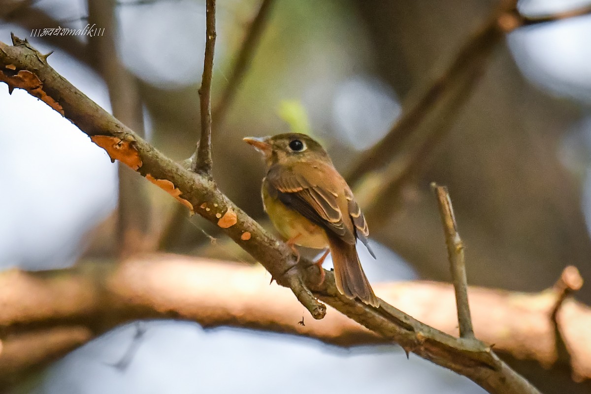 Brown-breasted Flycatcher - ML610514142