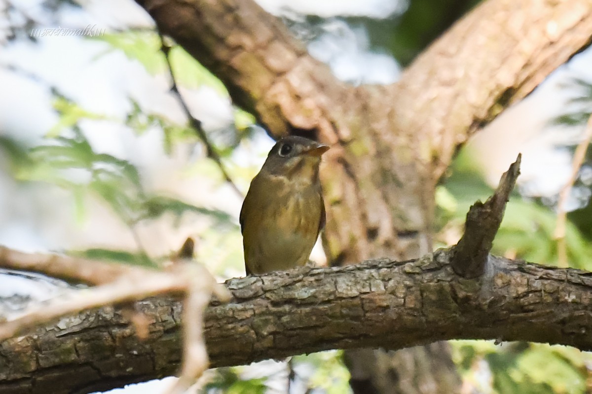 Brown-breasted Flycatcher - ML610514143