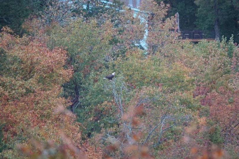 Bald Eagle - ML610514144