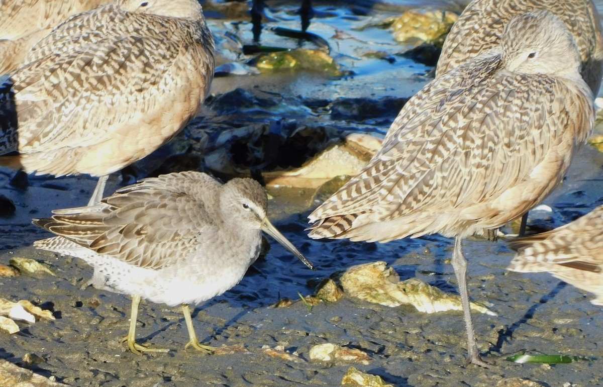 Short-billed Dowitcher (caurinus) - Jon. Anderson