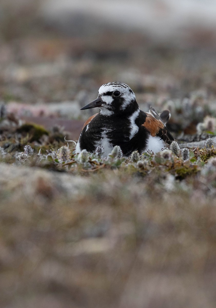 Ruddy Turnstone - ML610514195