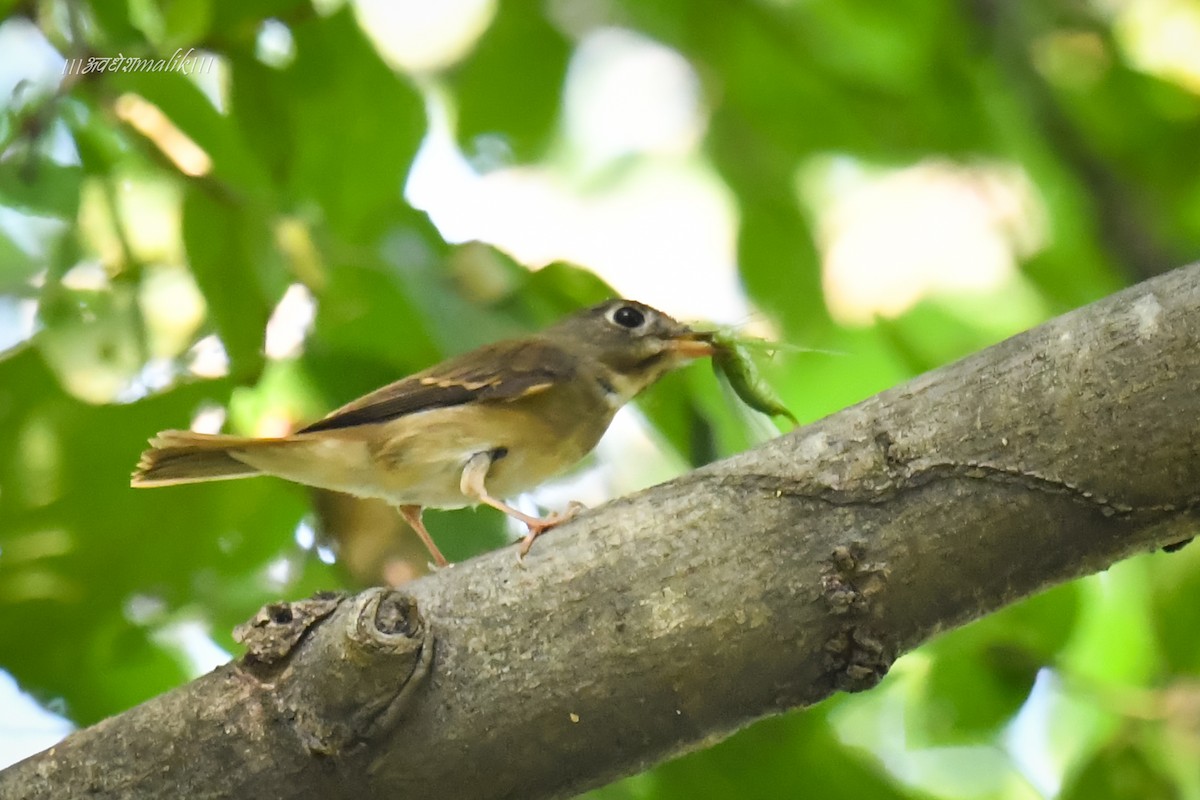 Brown-breasted Flycatcher - ML610514224