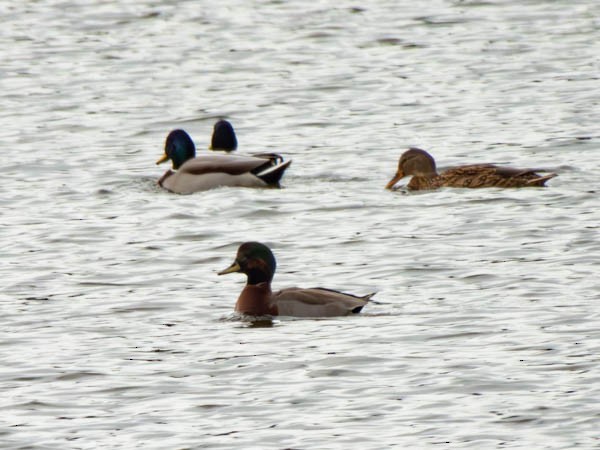 Gadwall x Mallard (hybrid) - ML610514254