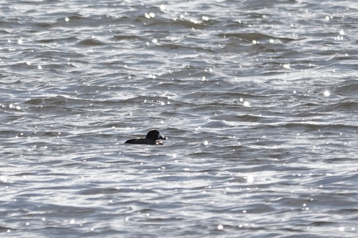 Greater Scaup - ML610514412