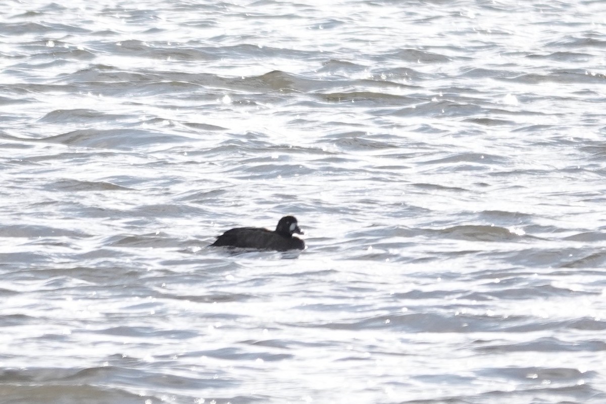 Greater Scaup - ML610514413