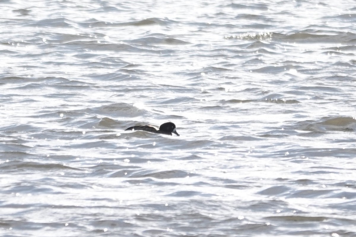 Greater Scaup - ML610514414