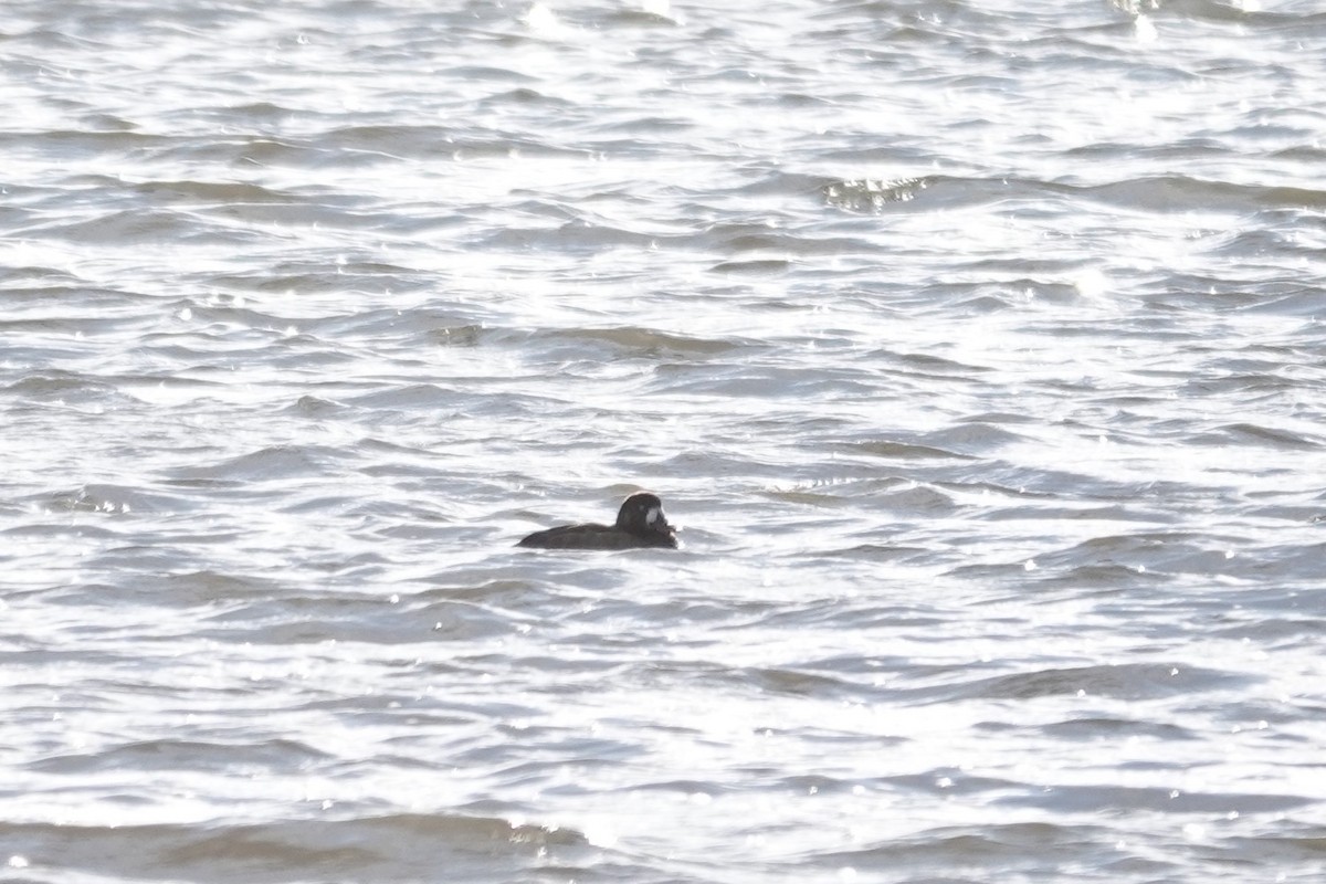 Greater Scaup - ML610514415