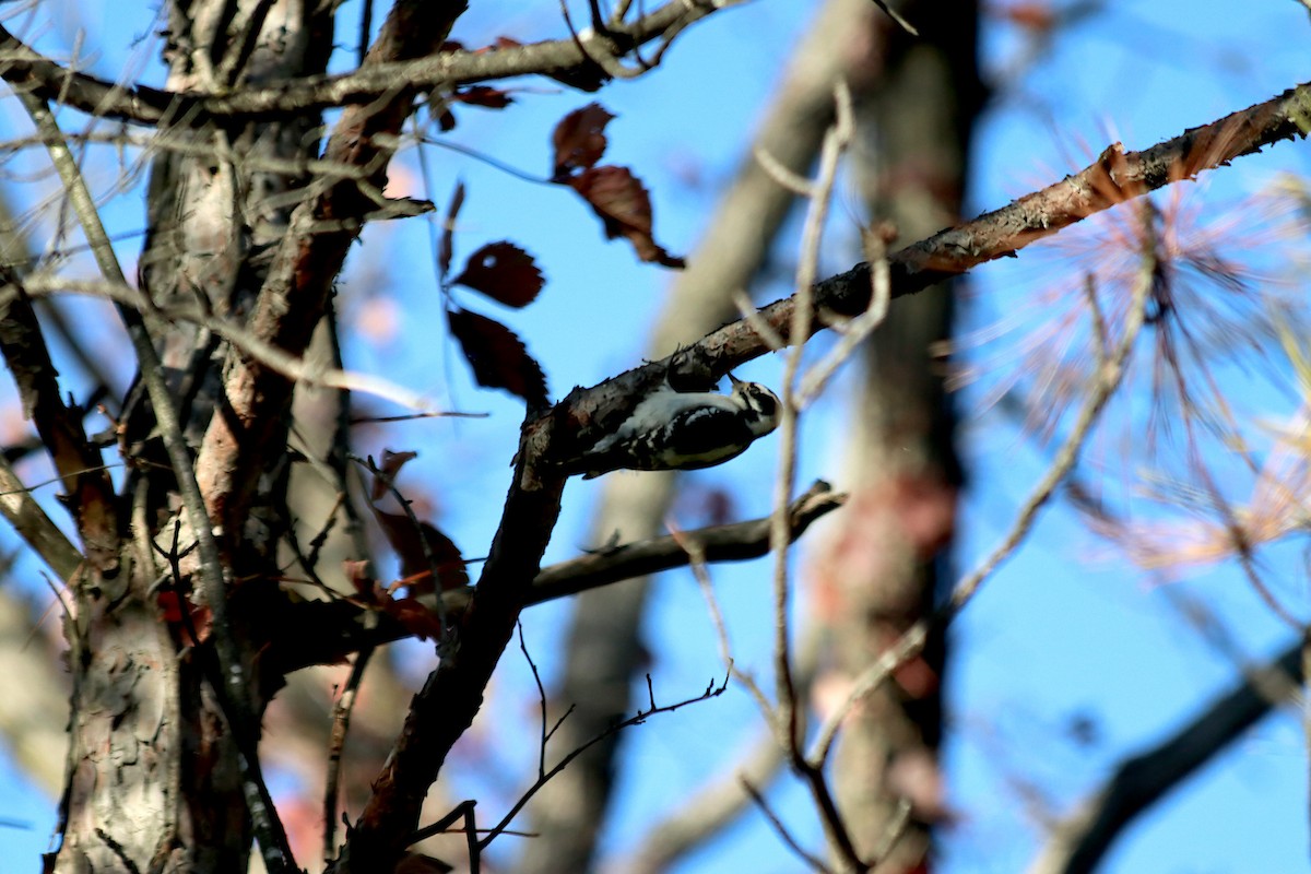 Downy Woodpecker - ML610514538