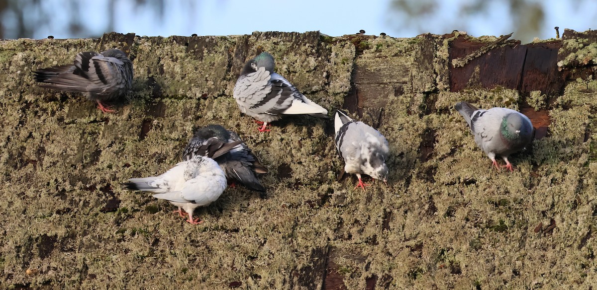 Rock Pigeon (Feral Pigeon) - ML610514838