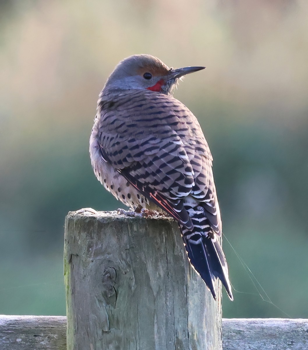 Northern Flicker - ML610514845