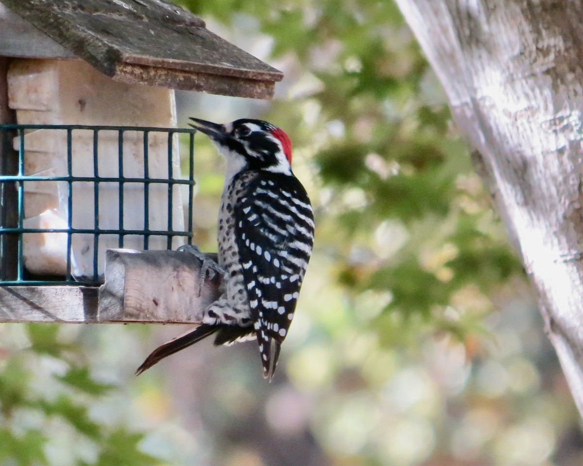 Nuttall's Woodpecker - Dave Bengston