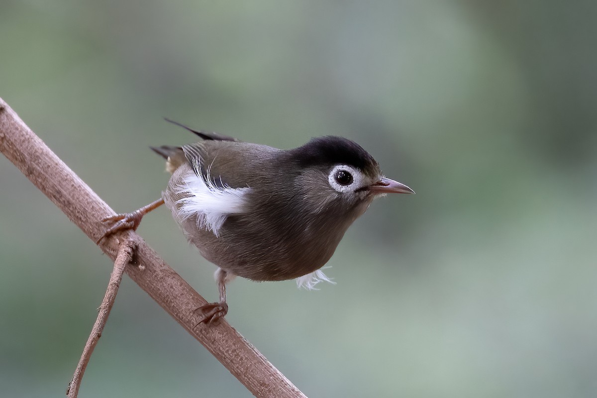 Schwarzscheitel-Brillenvogel - ML610514860