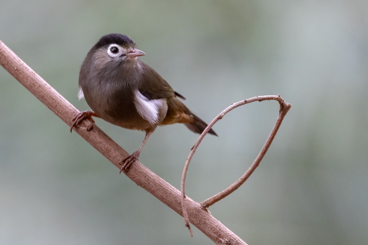 Black-capped Speirops - Daniel Danckwerts (Rockjumper Birding Tours)