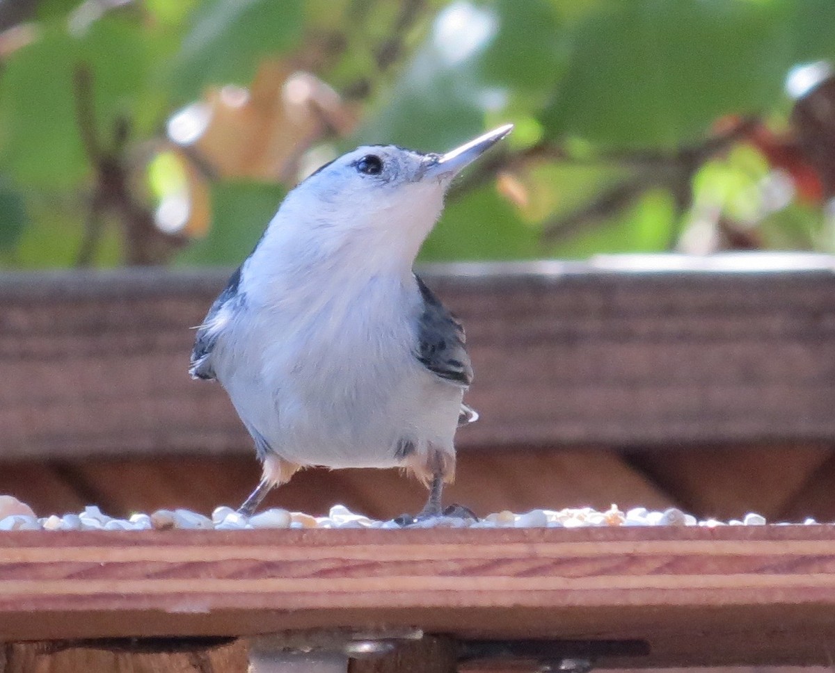 White-breasted Nuthatch - ML610514874