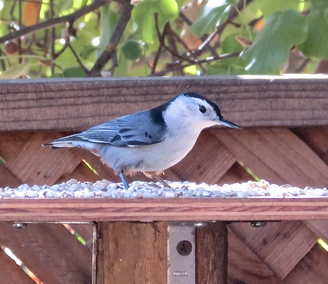 White-breasted Nuthatch - ML610514875