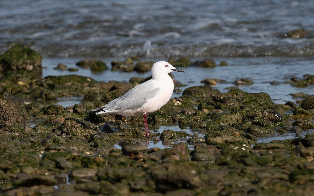 Slender-billed Gull - ML610514877