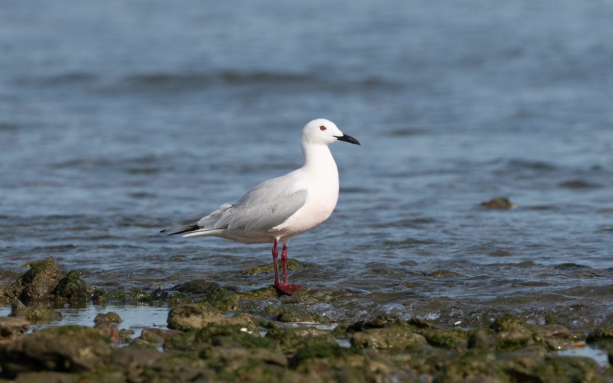 Slender-billed Gull - ML610514878
