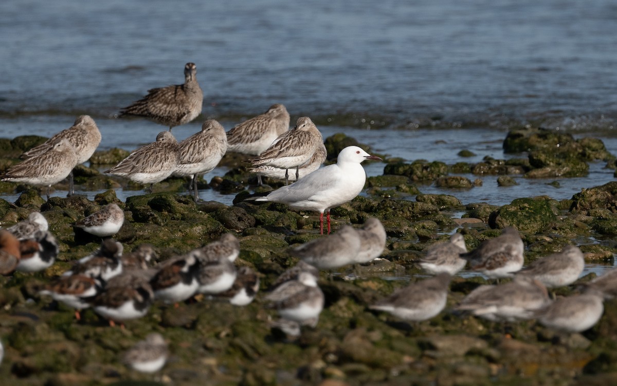 Slender-billed Gull - ML610514879