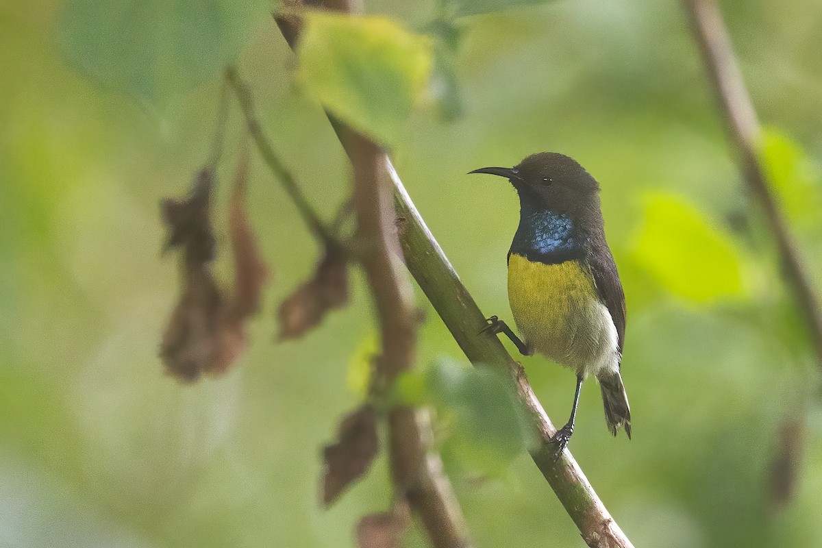 Newton's Sunbird - ML610514900