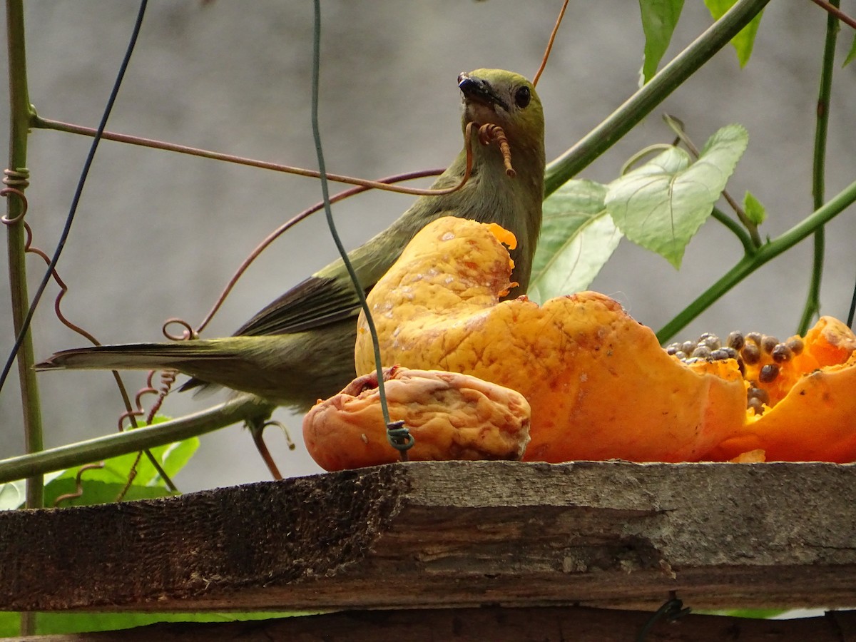 Palm Tanager - Tomaz Melo