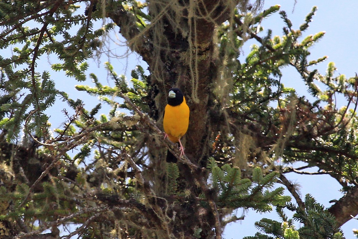 Collared Grosbeak - ML610514956