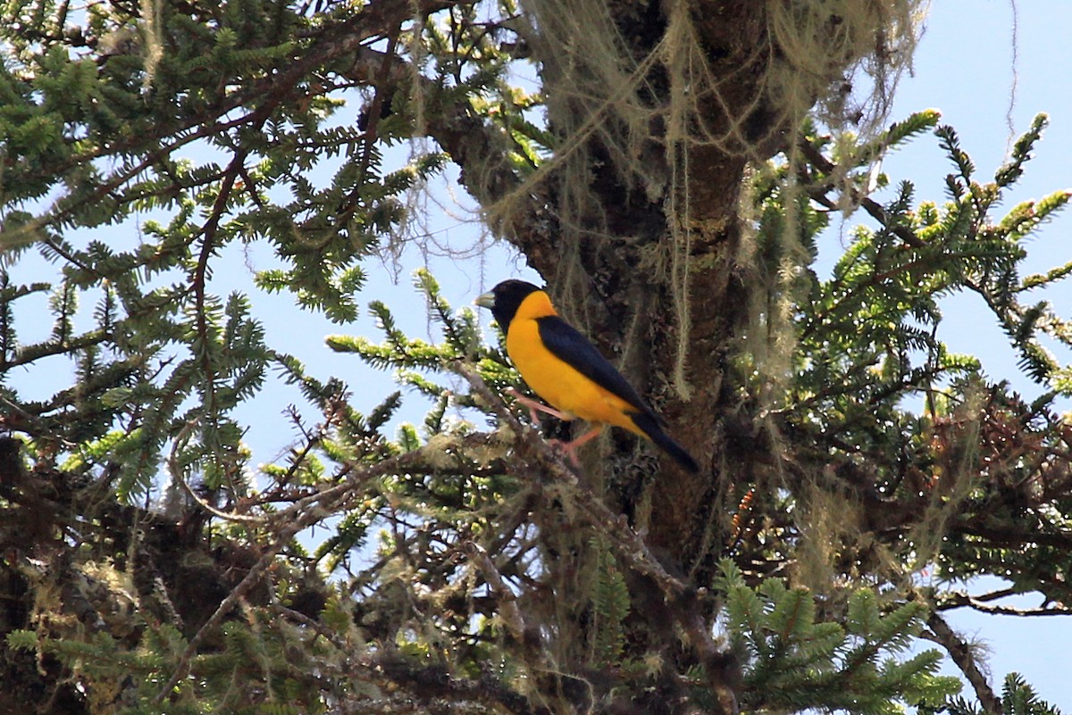 Collared Grosbeak - ML610514958