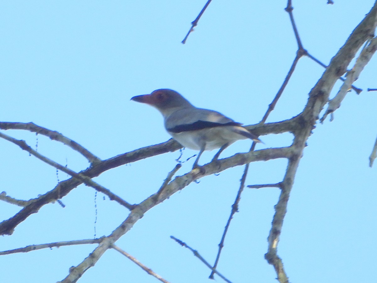 Black-tailed Tityra (Western) - ML610515002