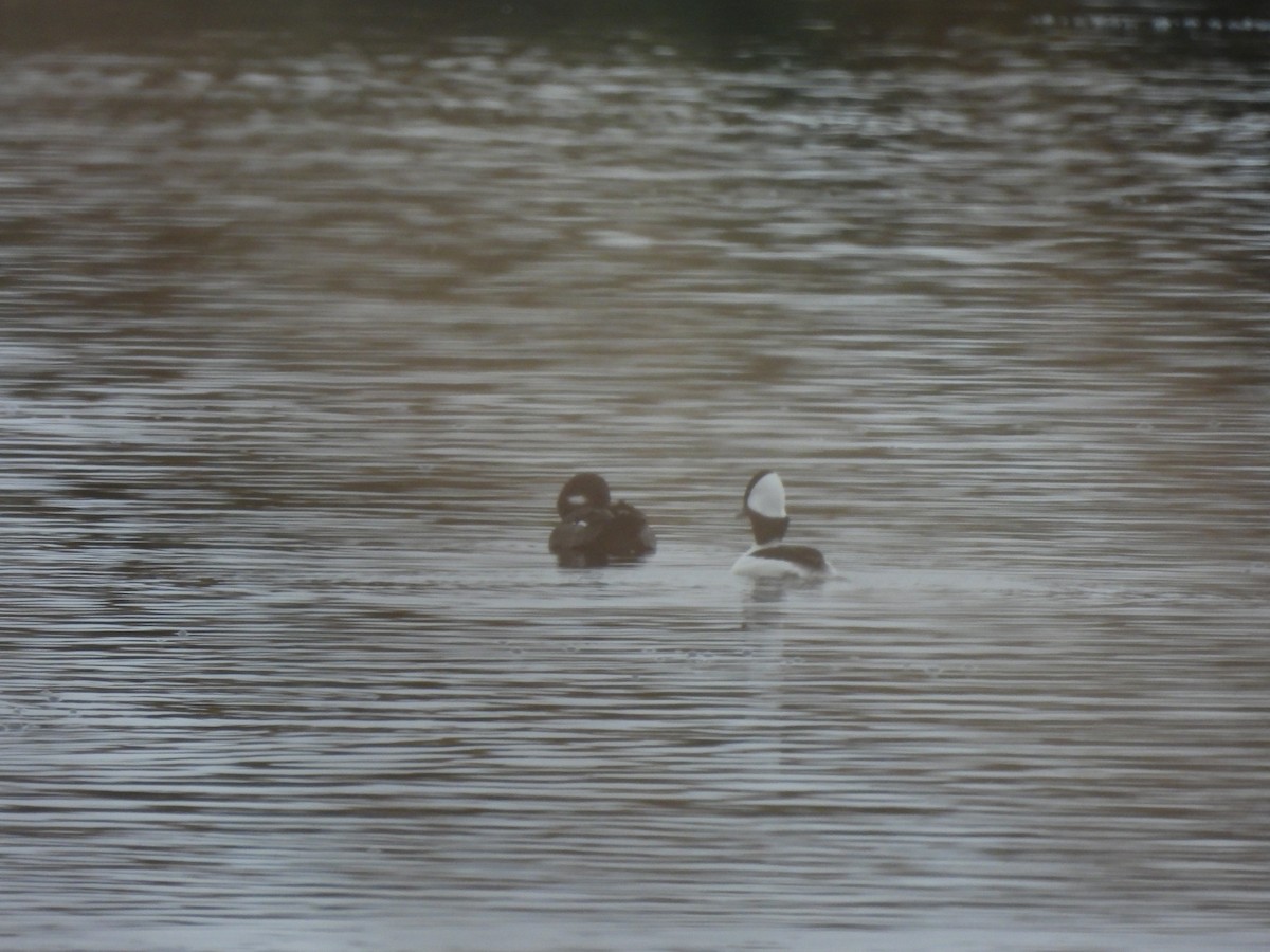 Bufflehead - ML610515036