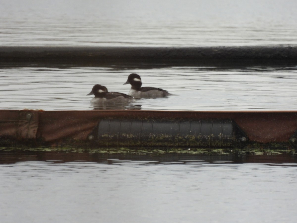 Bufflehead - ML610515065