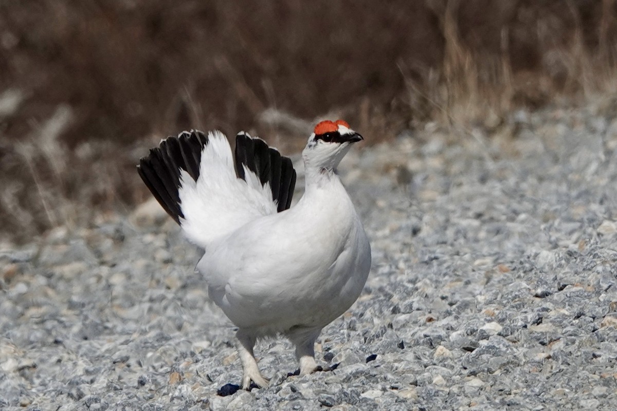 Rock Ptarmigan - ML610515076