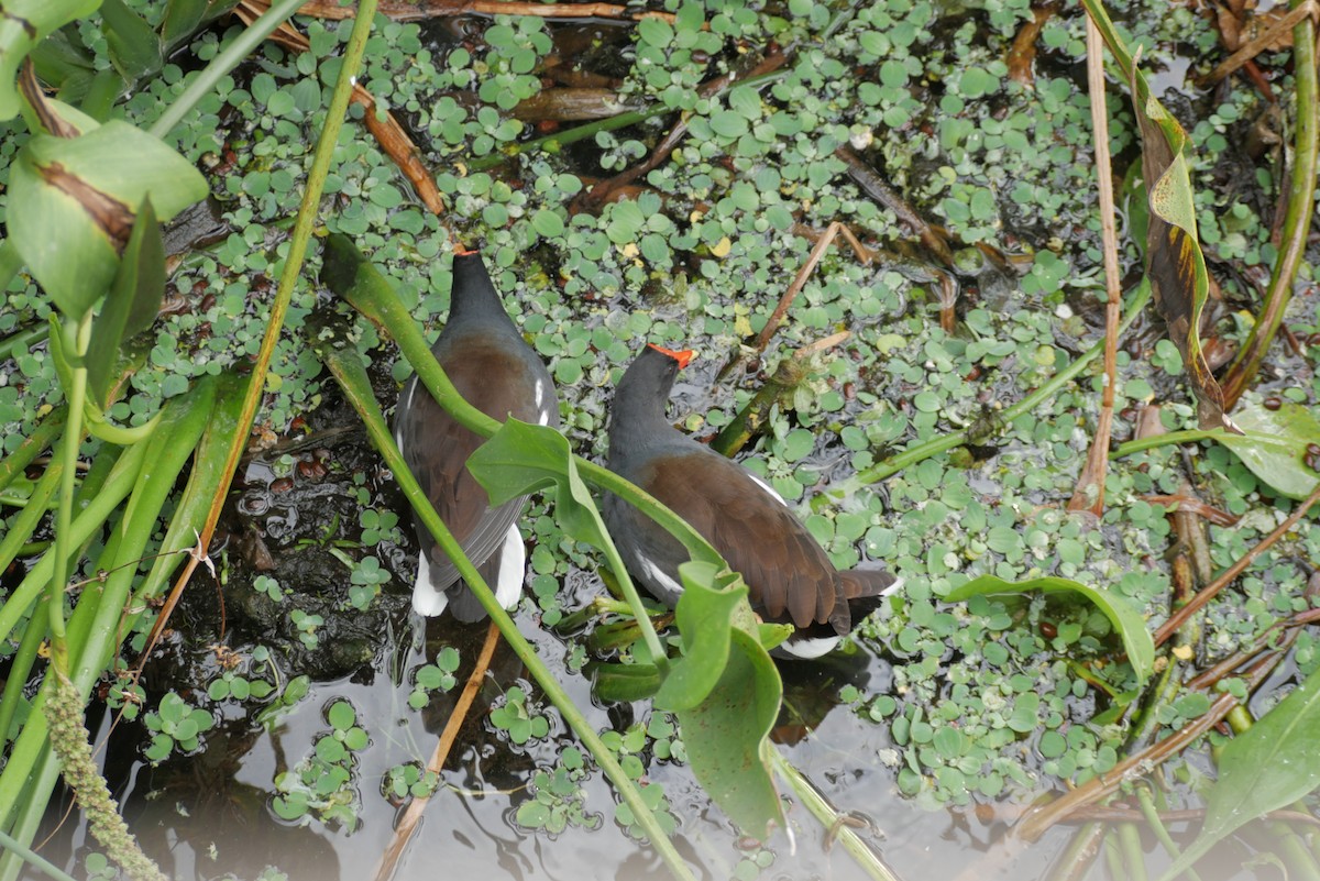 Gallinule d'Amérique - ML610515128