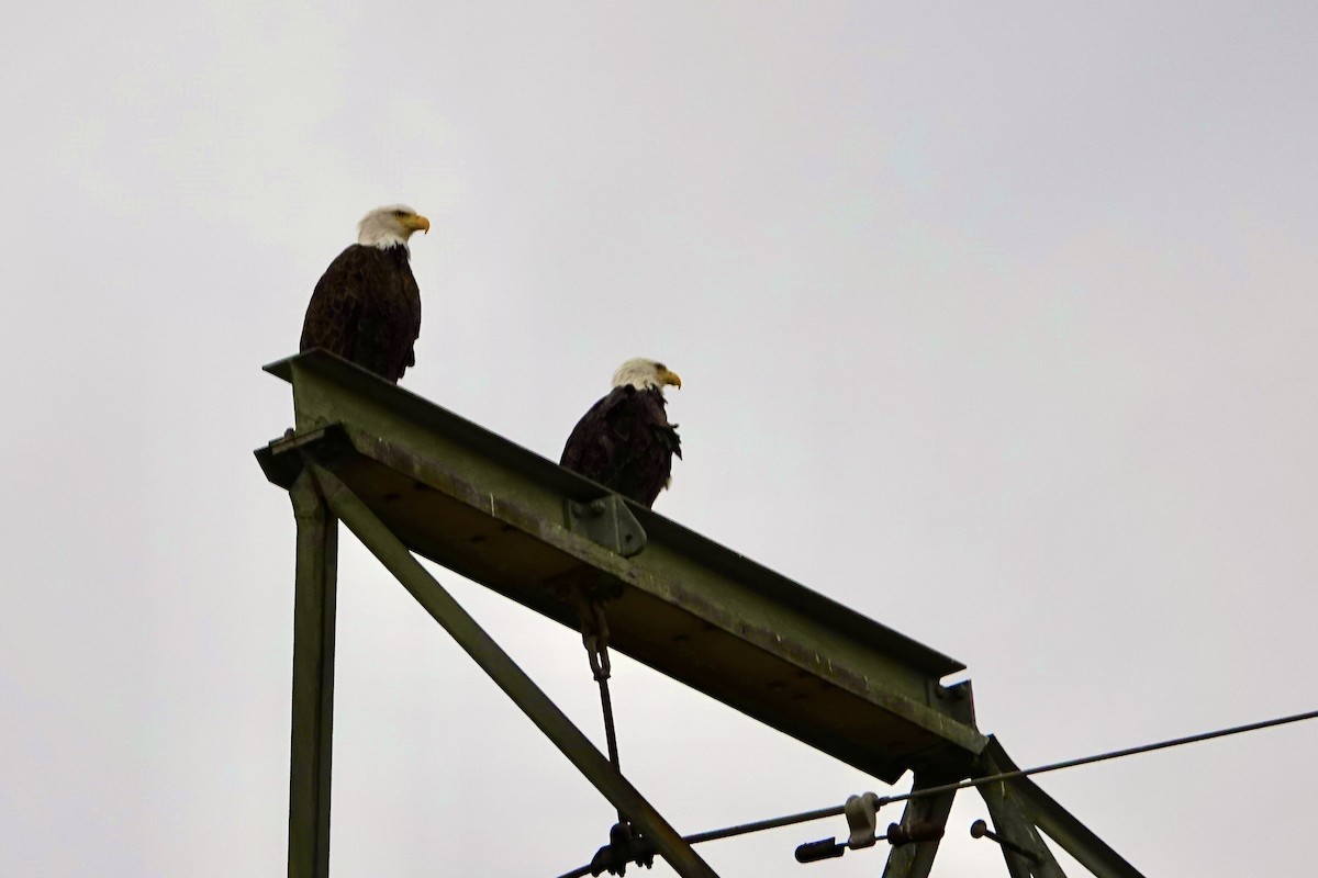 Weißkopf-Seeadler - ML610515153