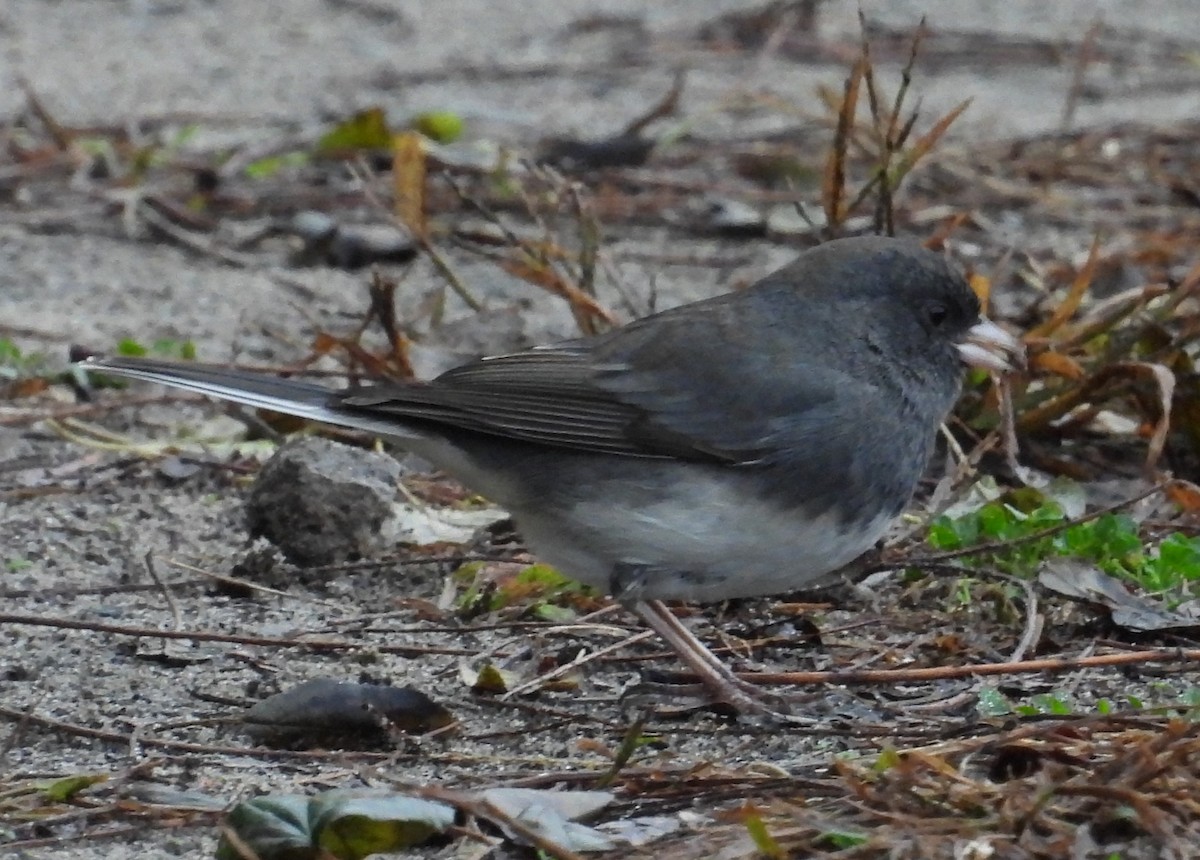 Junco ardoisé - ML610515187