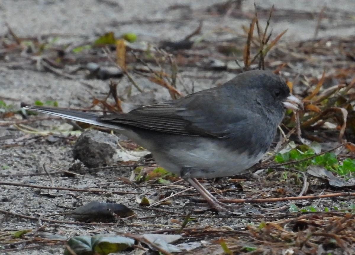 Junco Ojioscuro - ML610515187