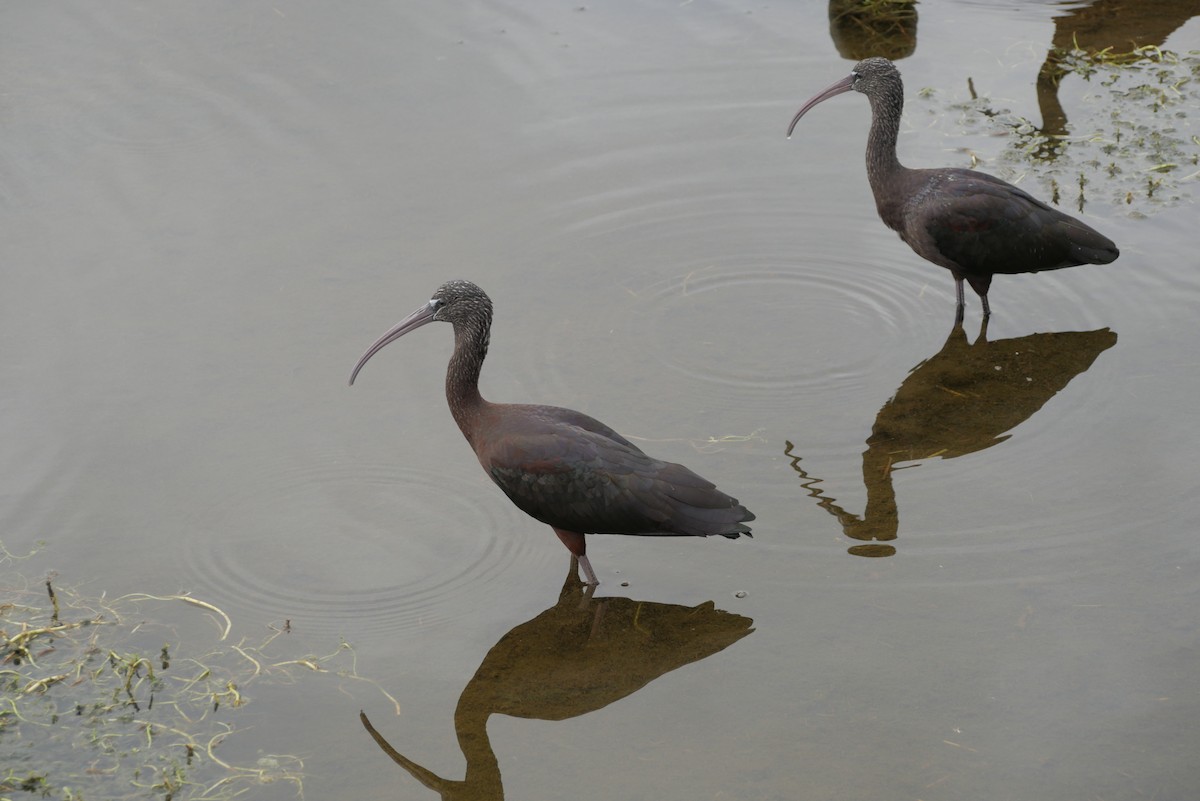ibis hnědý - ML610515194