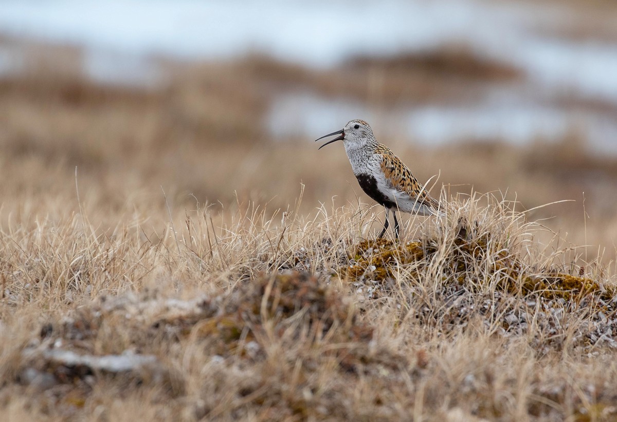 Bécasseau variable - ML610515199