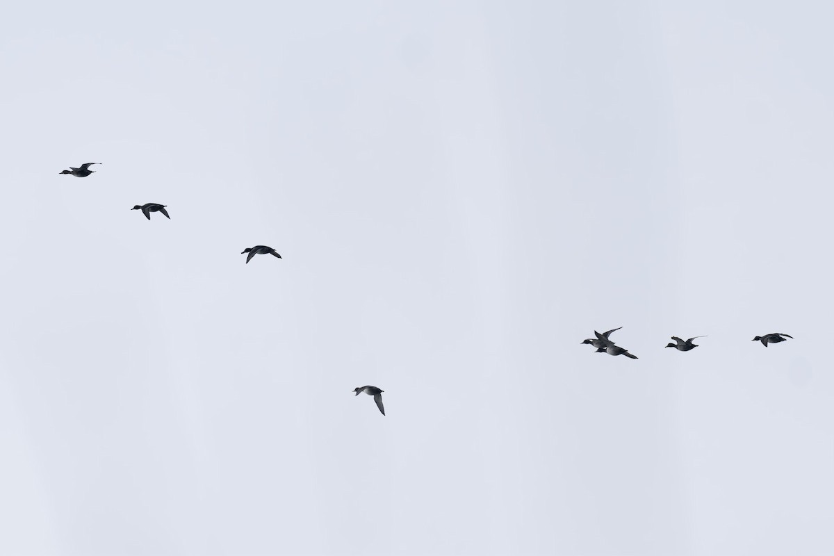 Lesser Scaup - Brock Gunter-Smith