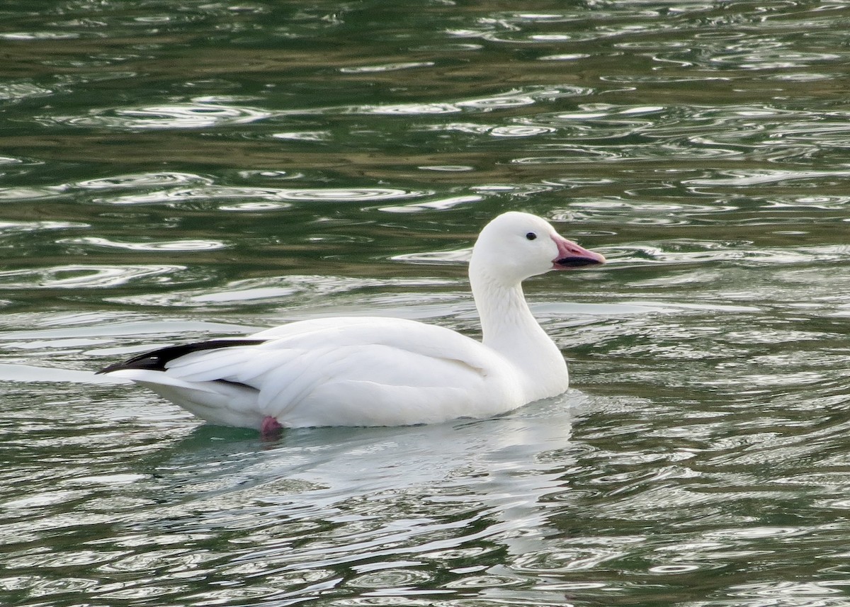 Snow Goose - Dave Bengston