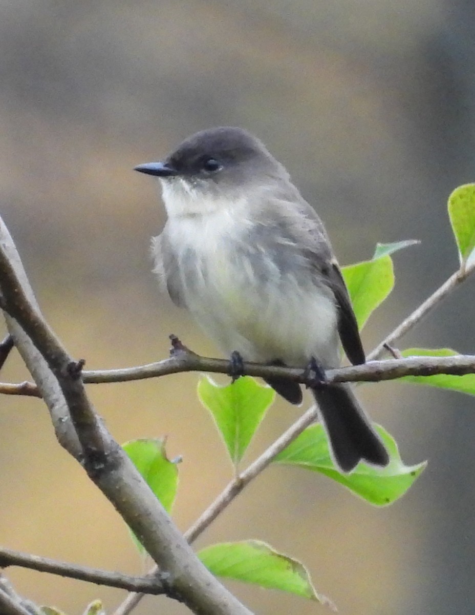 Eastern Phoebe - ML610515242