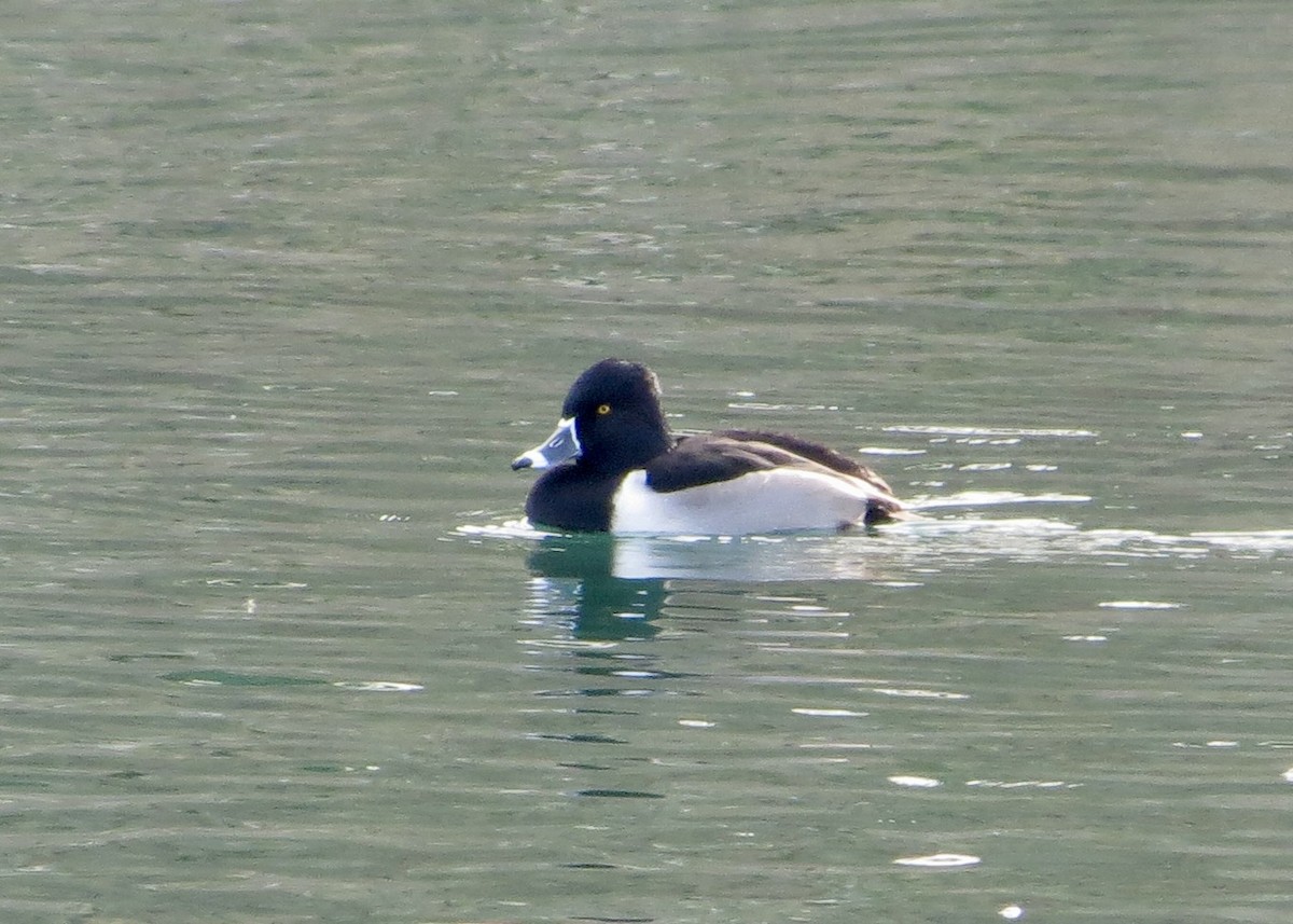 Ring-necked Duck - ML610515251