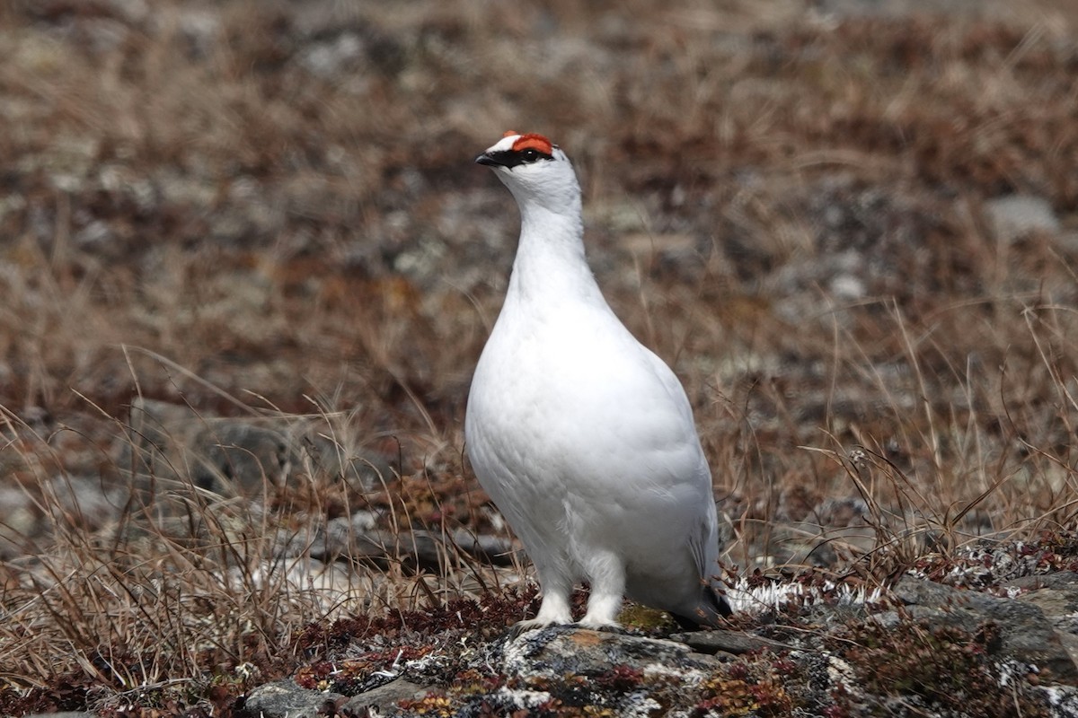 Rock Ptarmigan - Lee Burke