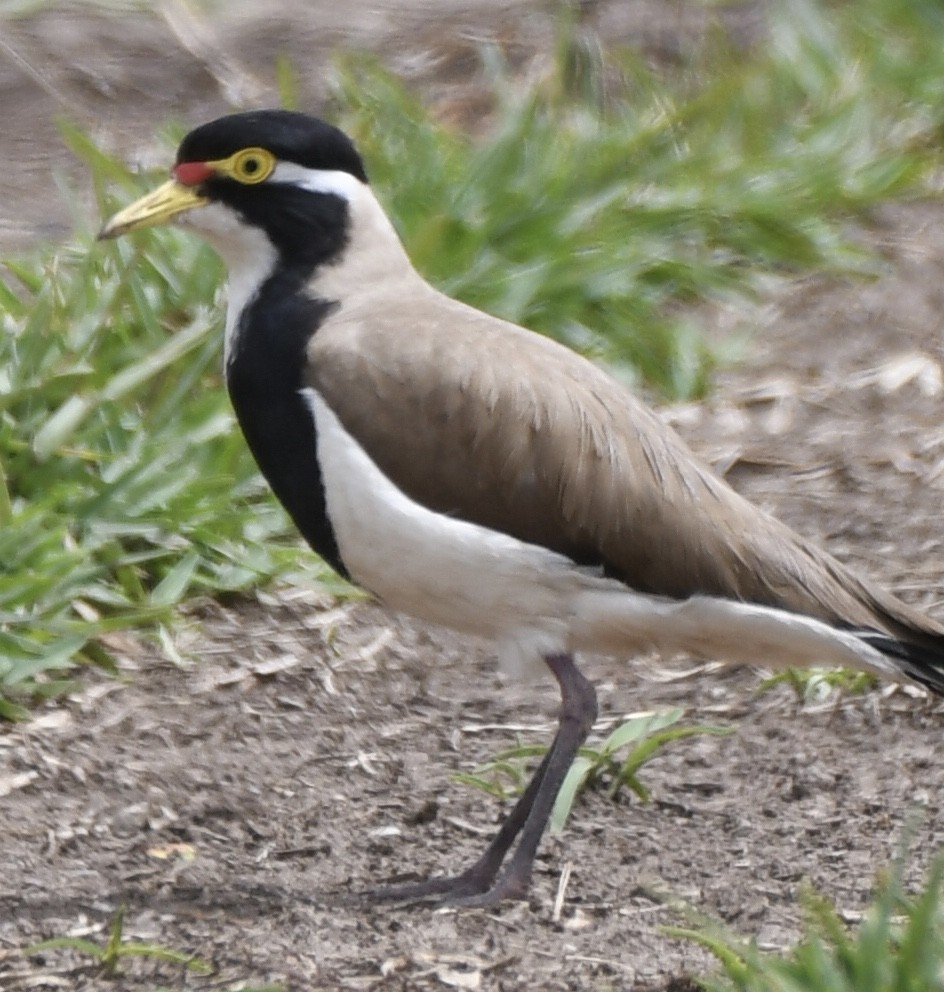 Banded Lapwing - ML610515260