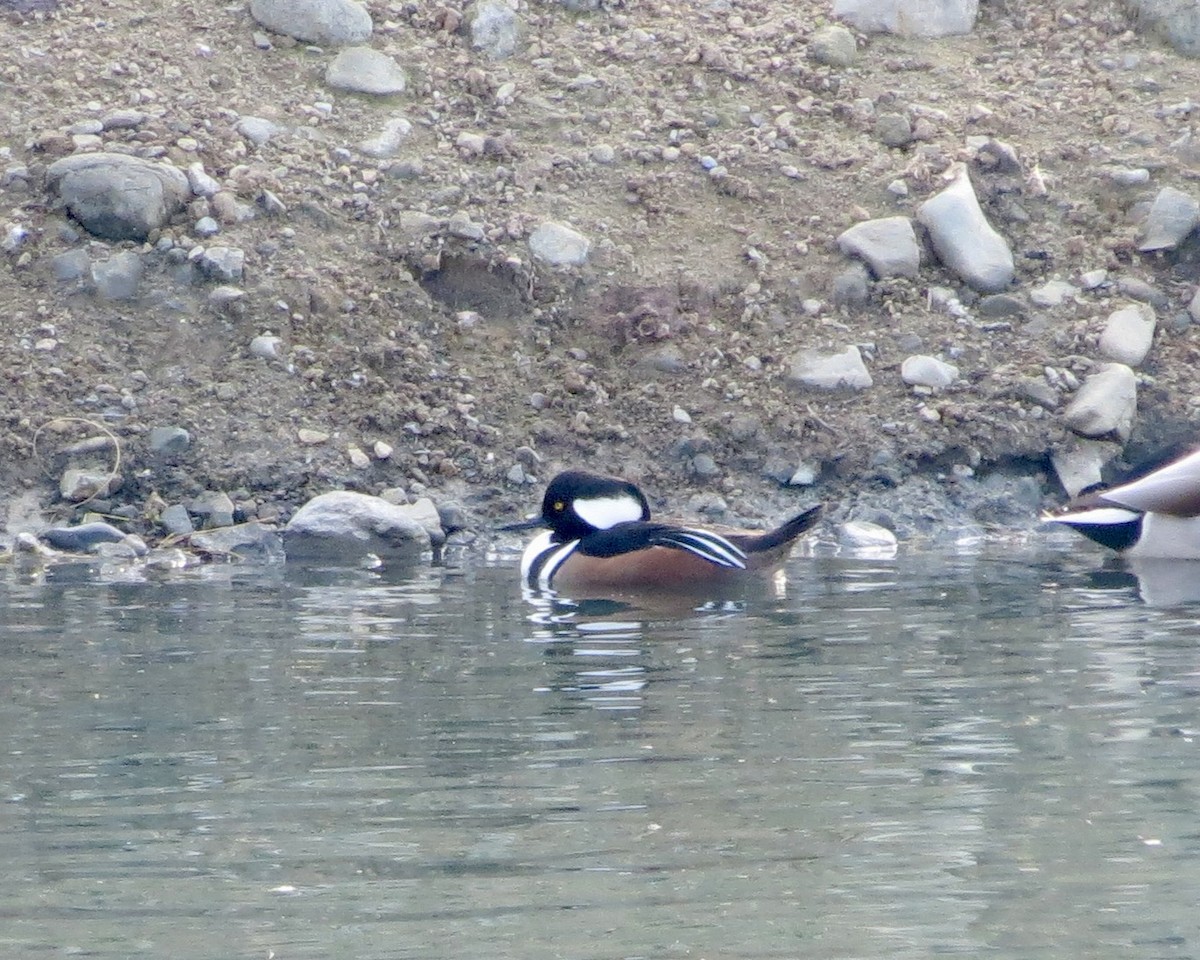 Hooded Merganser - ML610515264