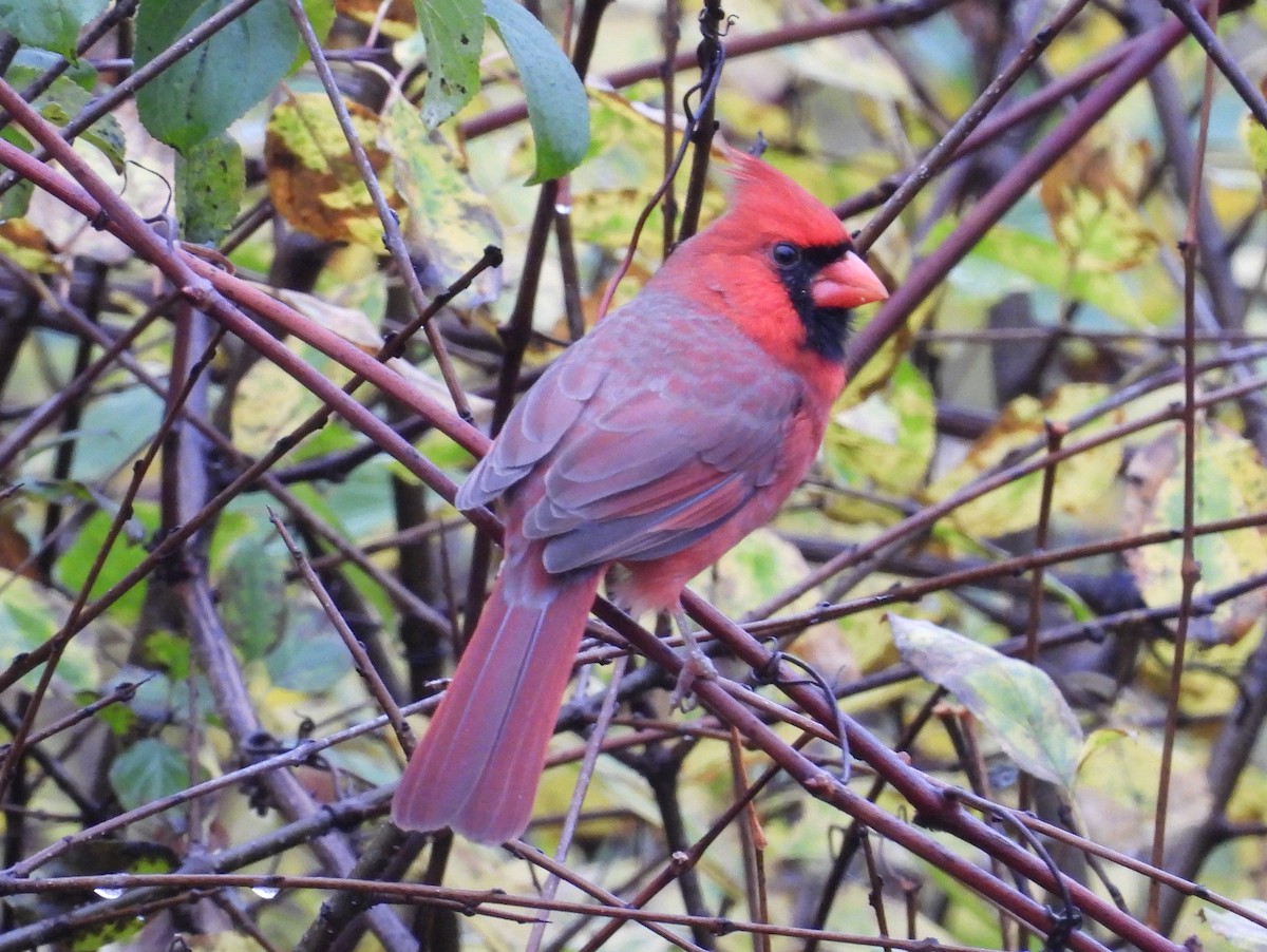 Northern Cardinal - ML610515265