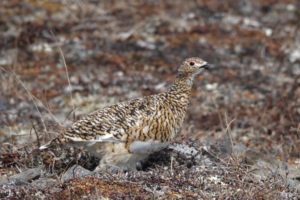 Rock Ptarmigan - ML610515271