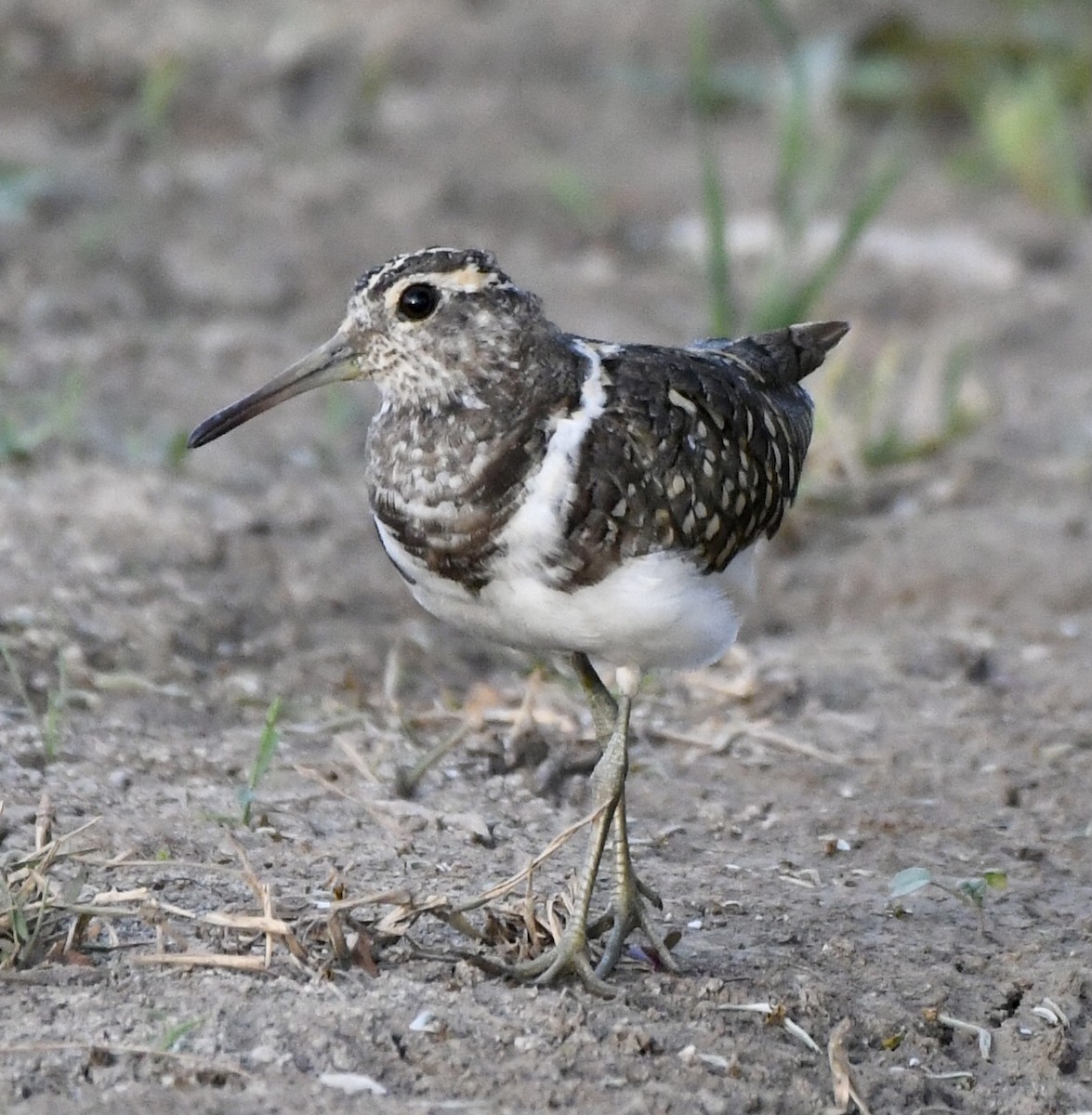 Australian Painted-Snipe - ML610515288