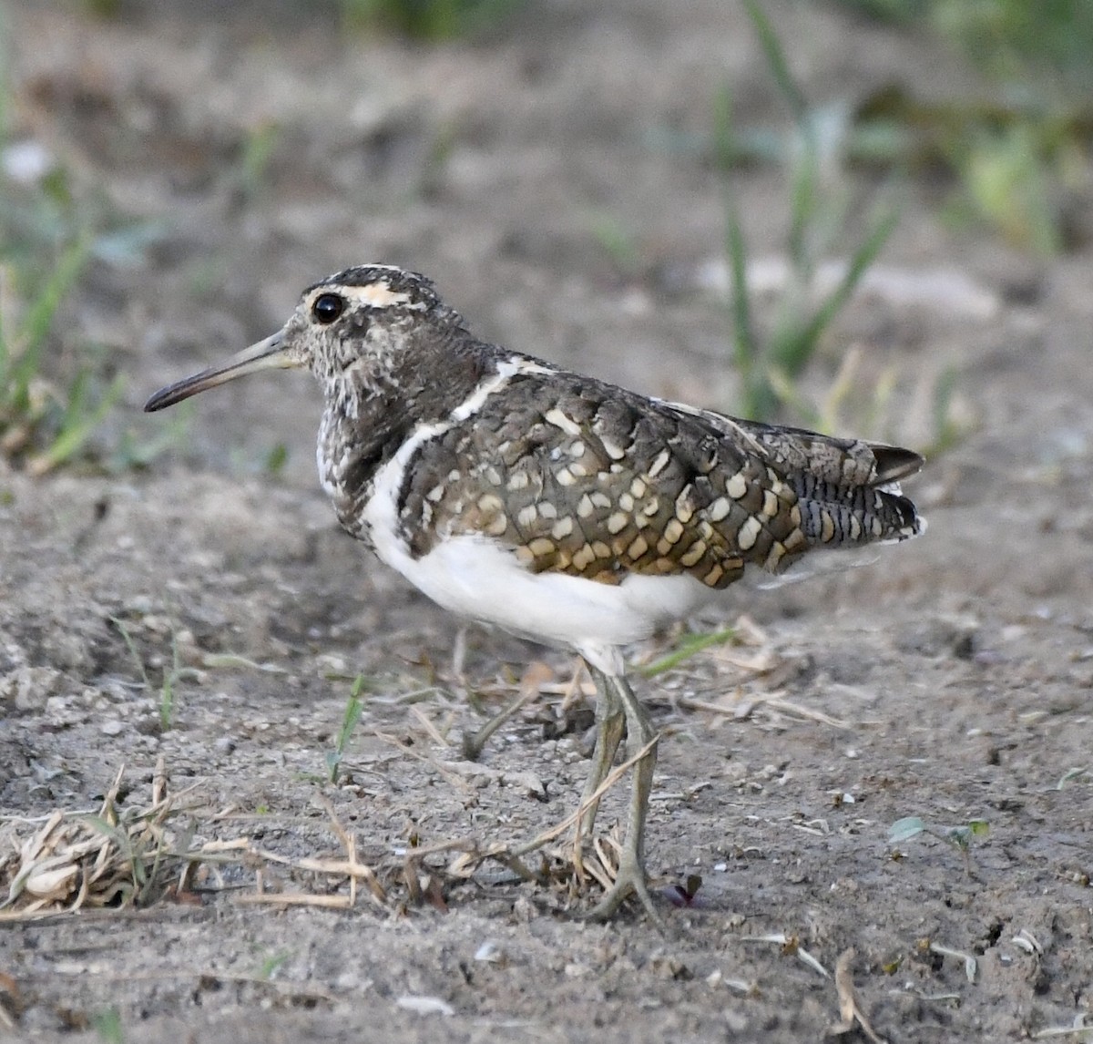 Australian Painted-Snipe - ML610515289